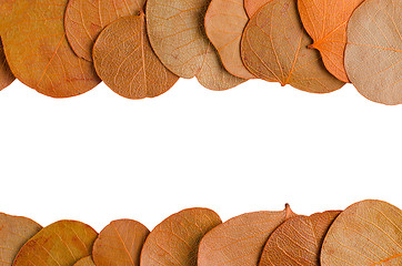 Image showing Autumn leaves 