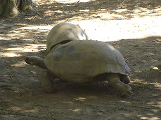 Image showing Slow Turtles