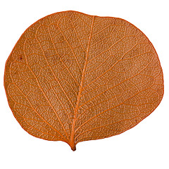 Image showing Autumn leaf