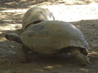 Image showing Big Turtles