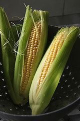 Image showing Fresh ears of corn