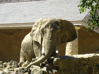 Image showing Big Elephant