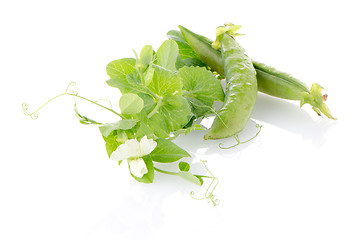 Image showing Fresh green pea pod