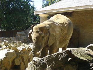 Image showing Huge Elephant