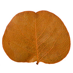 Image showing Autumn leaf