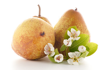 Image showing Three ripe pears