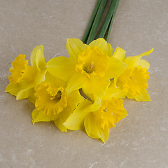 Image showing Jonquil flowers