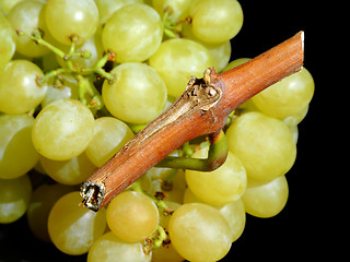 Image showing White grapes