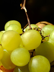 Image showing White grapes