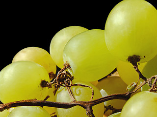 Image showing White grapes