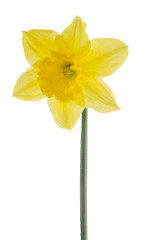 Image showing Jonquil flower