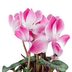 Image showing Beautiful pink Cyclamen flower