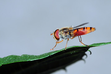 Image showing Hover fly