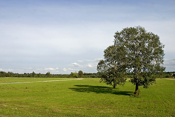 Image showing Tree on meadow