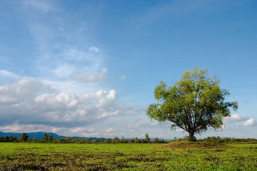 Image showing Tree on meadow