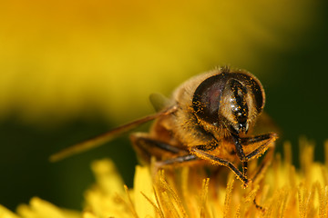 Image showing Bee on flower