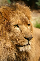 Image showing Lion