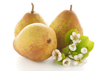 Image showing Three ripe pears