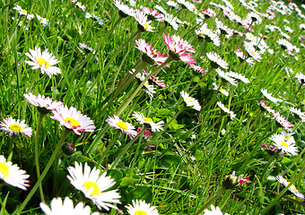 Image showing daisies