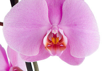 Image showing pink orchid (phalaenopsis)