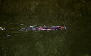 Image showing Beaver Swimming at Dusk