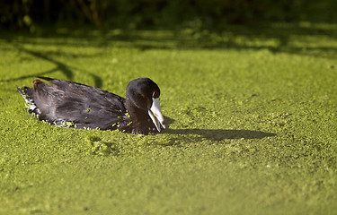 Image showing American Coot Waterhen