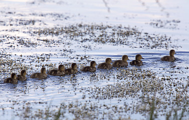 Image showing Baby Ducks