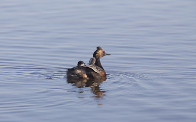 Image showing Eared Grebe with Babies