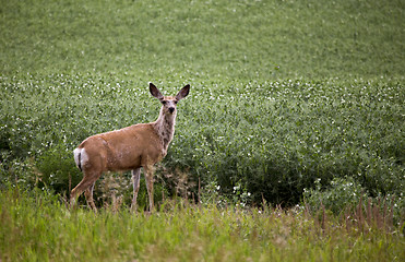 Image showing Deer in Pulse Crop Field