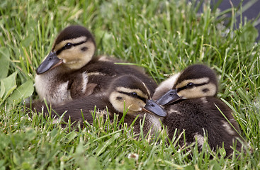 Image showing Baby Ducks