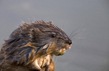 Image showing Close up Muskrat