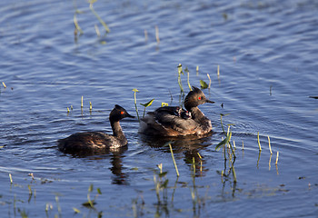 Image showing Eared Grebe with Babies