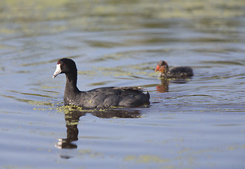 Image showing American Coot Waterhen