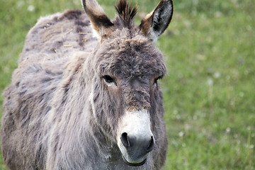 Image showing Donkey close up
