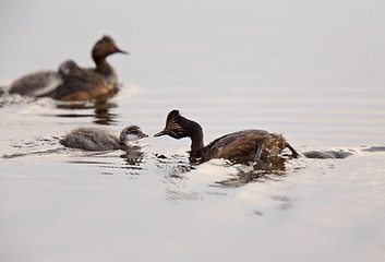 Image showing Eared Grebe with Babies