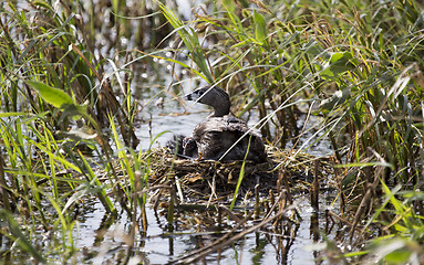 Image showing American Coot with baby in nest