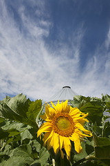 Image showing Sunflower Field Manitoba