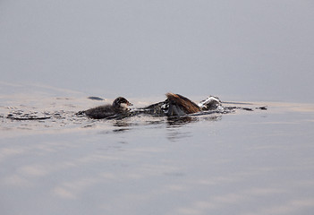 Image showing Eared Grebe with Babies