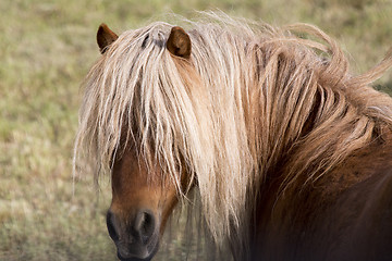 Image showing Horse in pasture close up