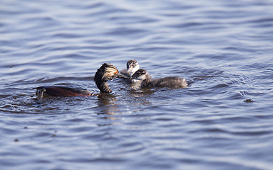 Image showing Eared Grebe with Babies