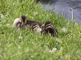 Image showing Baby Ducks