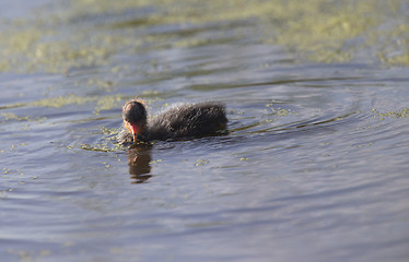 Image showing American Coot Waterhen