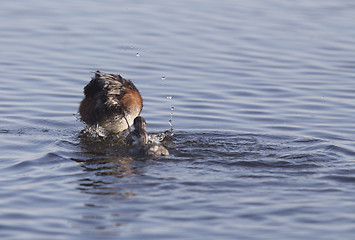 Image showing Eared Grebe with Babies