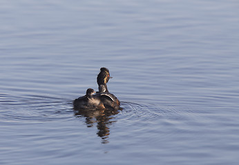 Image showing Eared Grebe with Babies