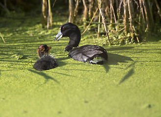 Image showing American Coot Waterhen