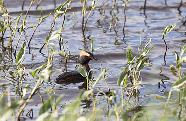 Image showing Eared Grebe