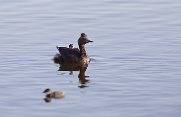 Image showing Eared Grebe with Babies