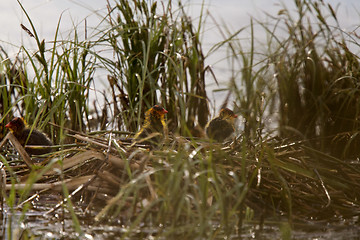Image showing American Coot with baby in nest