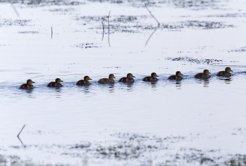 Image showing Baby Ducks