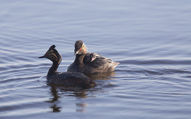 Image showing Eared Grebe with Babies